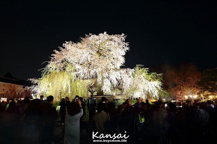 [6D | 遊記] 關西親子賞櫻行程 | 櫻花、夜景、動物園，闔家歡樂一次滿足