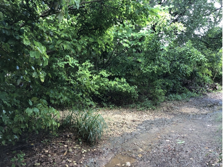 親近高雄大自然,南北壽山縱走(南北柴山)散步行,路線分享!