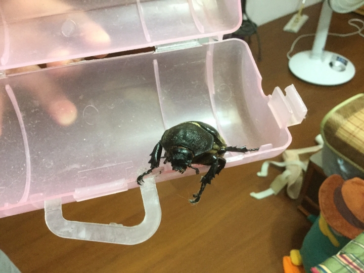 請問這是什麼昆蟲~~~~