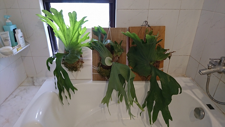 公寓‧植栽