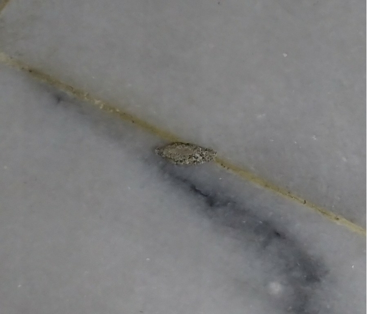 這是什麼蟲？？