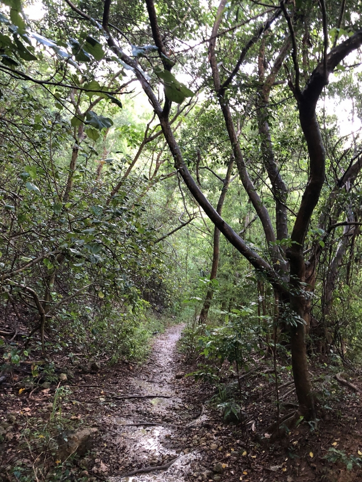 親近高雄大自然,南北壽山縱走(南北柴山)散步行,路線分享!