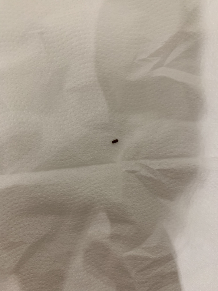 請問這是什麼蟲