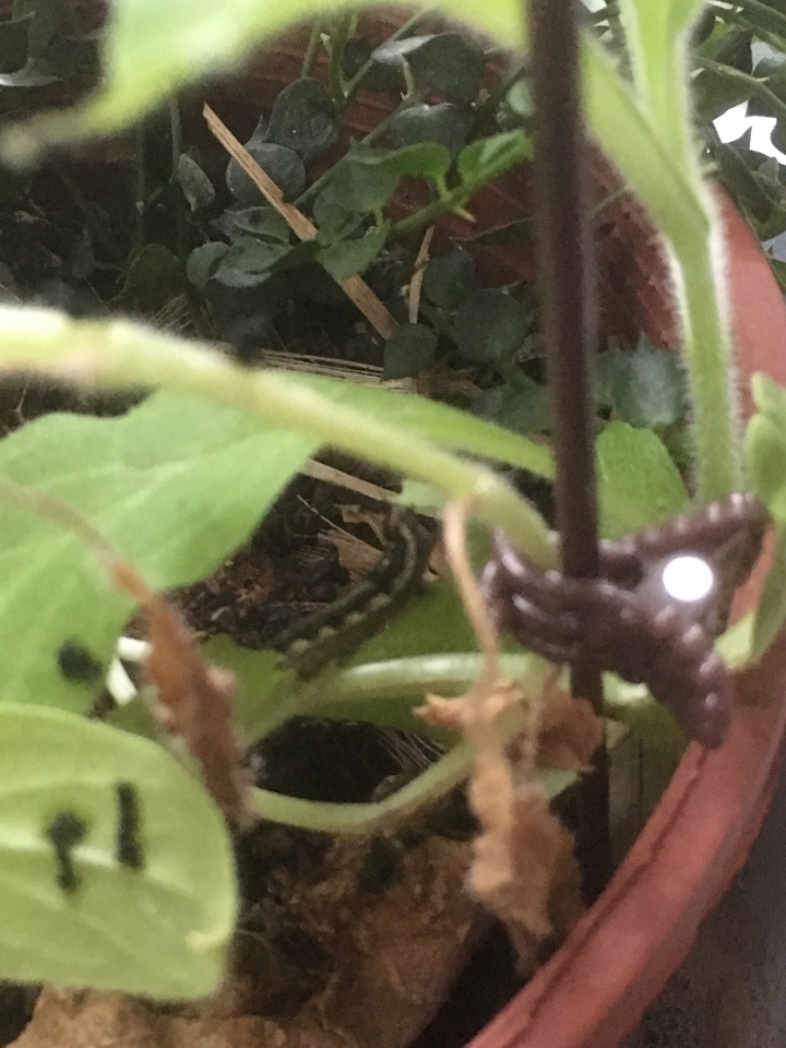這是什麼毛毛蟲?