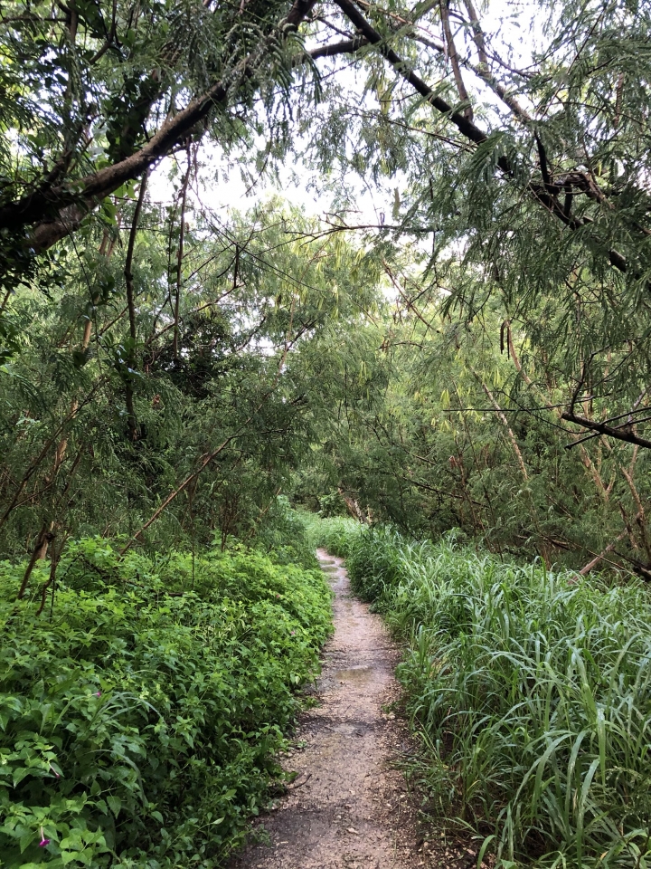 親近高雄大自然,南北壽山縱走(南北柴山)散步行,路線分享!