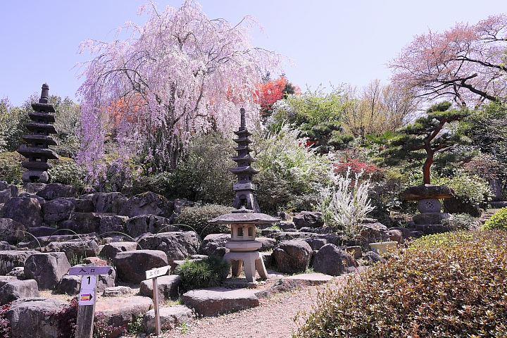 鐵道追櫻打鳥   急行東北(上)      圖多