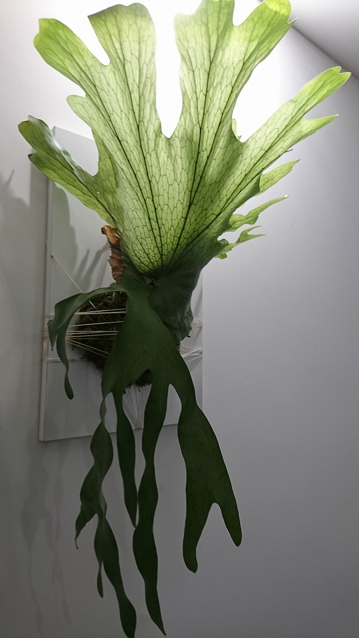 公寓‧植栽
