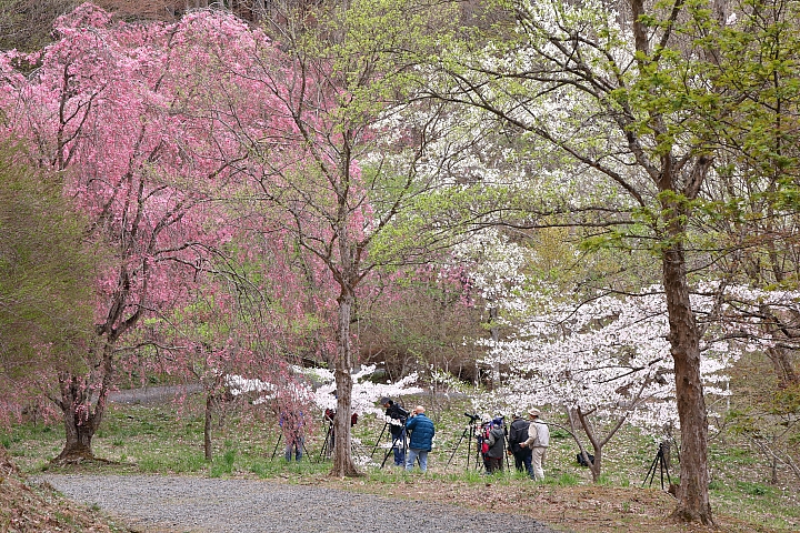 鐵道追櫻打鳥   急行東北(上)      圖多