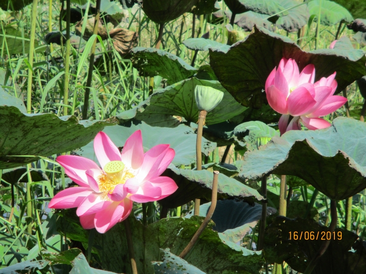 [景點]新北市板橋區河濱公園
