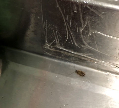 分享最近買的蟑螂藥 易克捷