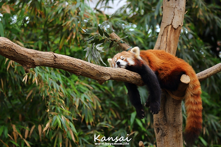 [6D | 遊記] 關西親子賞櫻行程 | 櫻花、夜景、動物園，闔家歡樂一次滿足