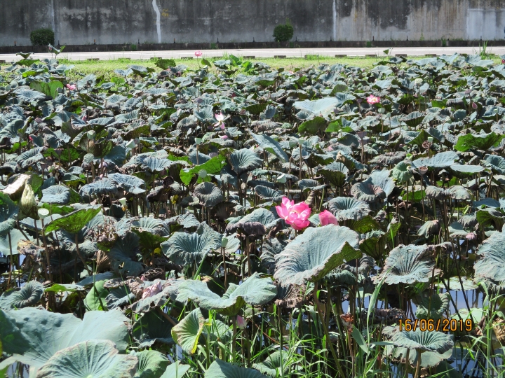 [景點]新北市板橋區河濱公園