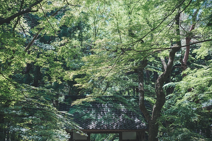 [A7RIII] 2019日本東北行