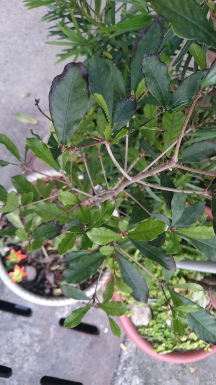 神秘果葉子變黑