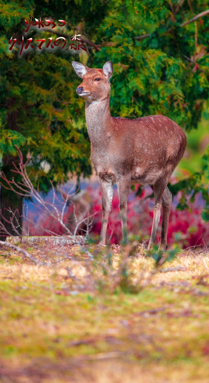 嗷嗷 大玩具尼康 800mm f5.6 （AF-S 800mm F5.6 E FL ED VR）