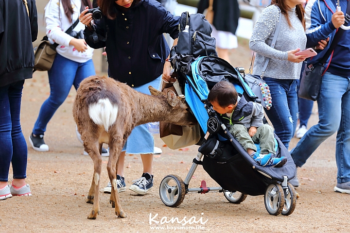 [6D | 遊記] 關西親子賞櫻行程 | 櫻花、夜景、動物園，闔家歡樂一次滿足