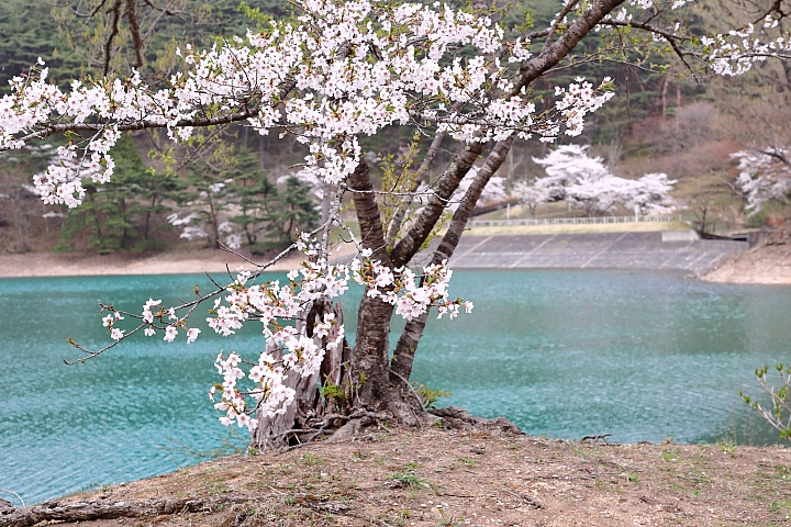 鐵道追櫻打鳥   急行東北(上)      圖多