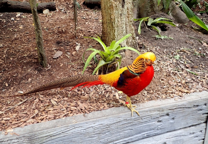【Gold Coast 黃金海岸】Currumbin Wildlife Sanctuary, Palazzo Versace and Kiyomi 皇宮 美食 動物園一日遊
