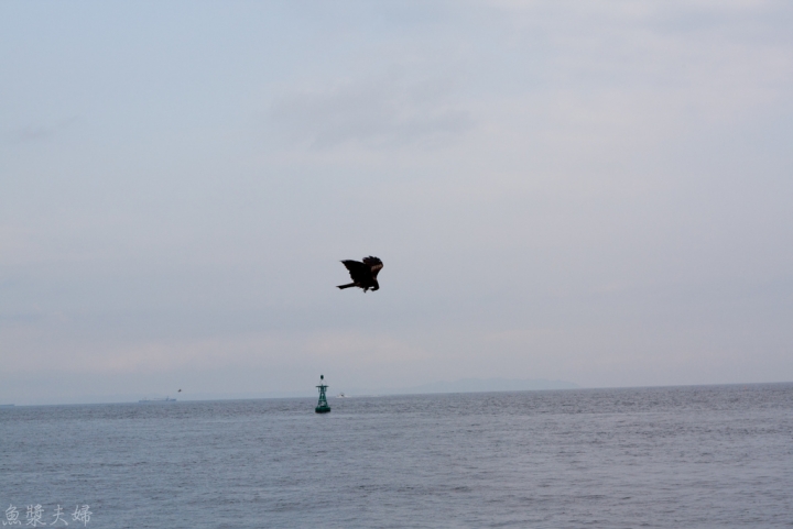 【景點。遊記】神奈川 三浦三崎港 三崎口 「Misaki Maguro Day Trip Ticket 」三崎鮪魚一日套票 購物 美食 食記 行程 攝影 觀光 導覽 懶人包 交通方式 坐車