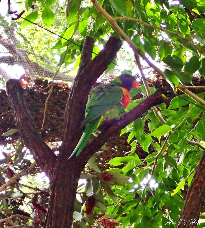 【Gold Coast 黃金海岸】Currumbin Wildlife Sanctuary, Palazzo Versace and Kiyomi 皇宮 美食 動物園一日遊