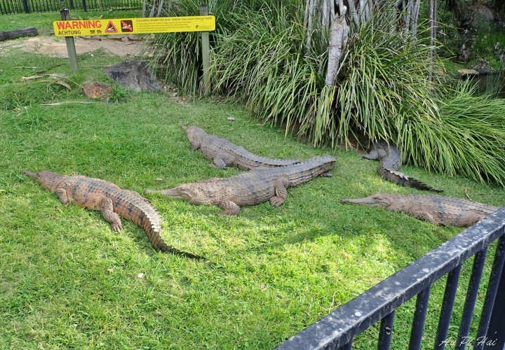 【Gold Coast 黃金海岸】Currumbin Wildlife Sanctuary, Palazzo Versace and Kiyomi 皇宮 美食 動物園一日遊