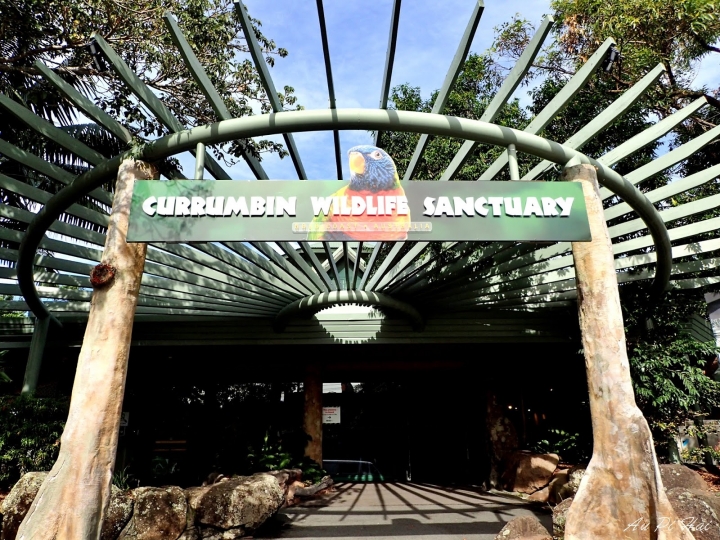 【Gold Coast 黃金海岸】Currumbin Wildlife Sanctuary, Palazzo Versace and Kiyomi 皇宮 美食 動物園一日遊