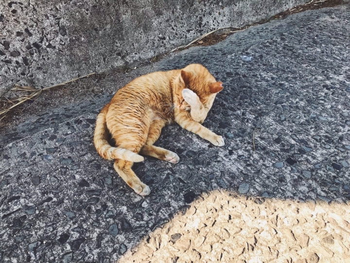 【Japan．走跳】瀨戶內海藝術季跳島首跳-Teshima豐島美術館與豐島橫尾館