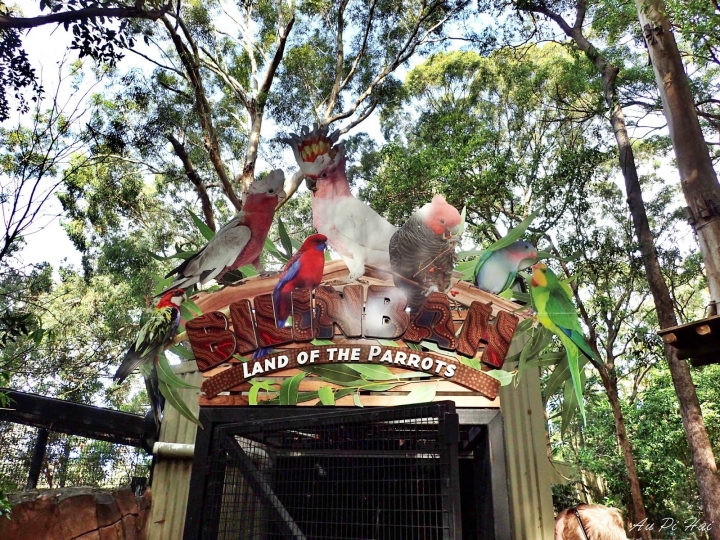 【Gold Coast 黃金海岸】Currumbin Wildlife Sanctuary, Palazzo Versace and Kiyomi 皇宮 美食 動物園一日遊