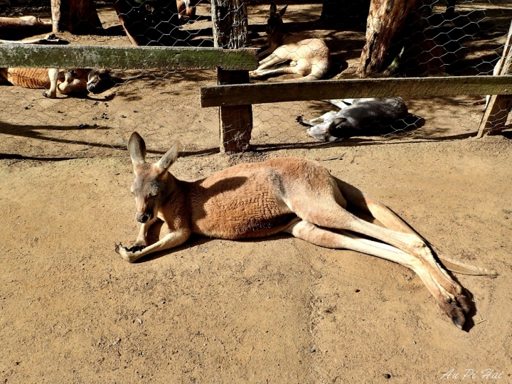 【Gold Coast 黃金海岸】Currumbin Wildlife Sanctuary, Palazzo Versace and Kiyomi 皇宮 美食 動物園一日遊