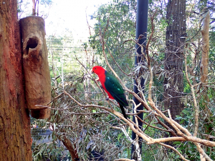 【Gold Coast 黃金海岸】Currumbin Wildlife Sanctuary, Palazzo Versace and Kiyomi 皇宮 美食 動物園一日遊
