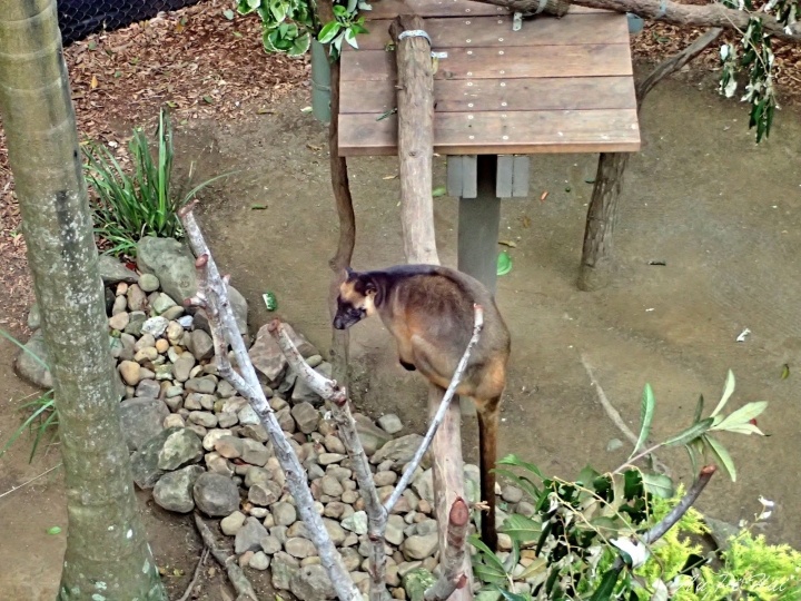 【Gold Coast 黃金海岸】Currumbin Wildlife Sanctuary, Palazzo Versace and Kiyomi 皇宮 美食 動物園一日遊