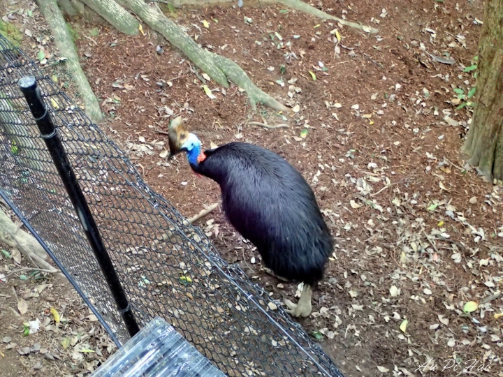 【Gold Coast 黃金海岸】Currumbin Wildlife Sanctuary, Palazzo Versace and Kiyomi 皇宮 美食 動物園一日遊
