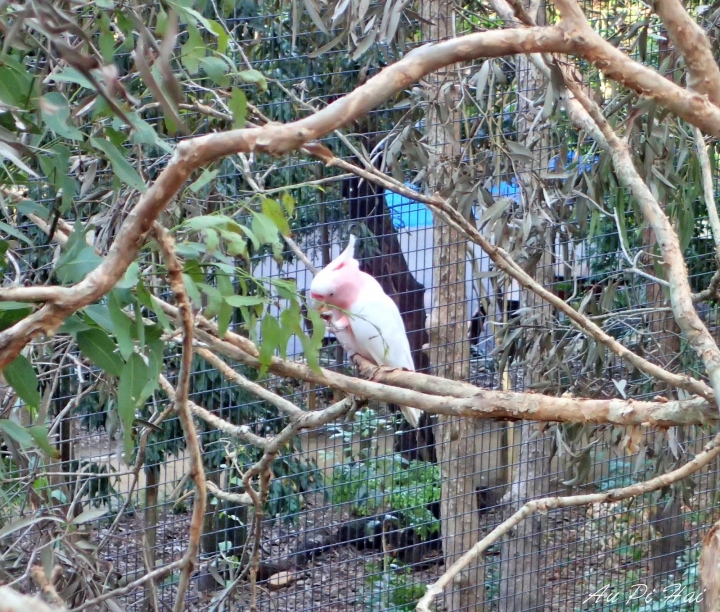 【Gold Coast 黃金海岸】Currumbin Wildlife Sanctuary, Palazzo Versace and Kiyomi 皇宮 美食 動物園一日遊