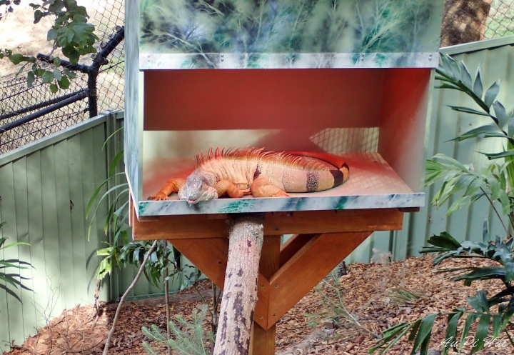 【Gold Coast 黃金海岸】Currumbin Wildlife Sanctuary, Palazzo Versace and Kiyomi 皇宮 美食 動物園一日遊