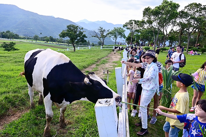 因為初鹿牧場乳牛排行榜，才知道乳牛一天泌乳量最高可超過30公斤。