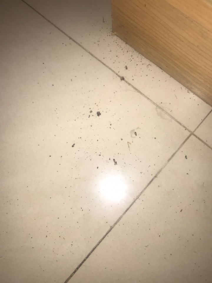 防蟑修繕建議