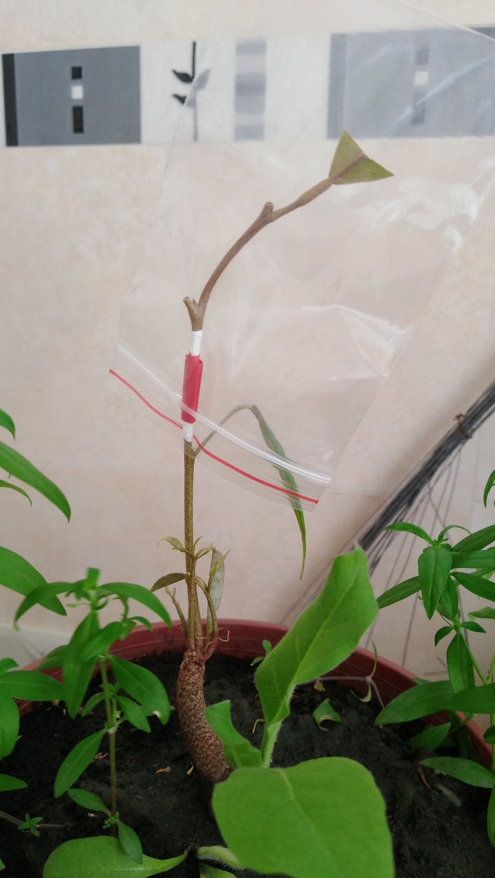 本週最傷心之緊急嫁接
