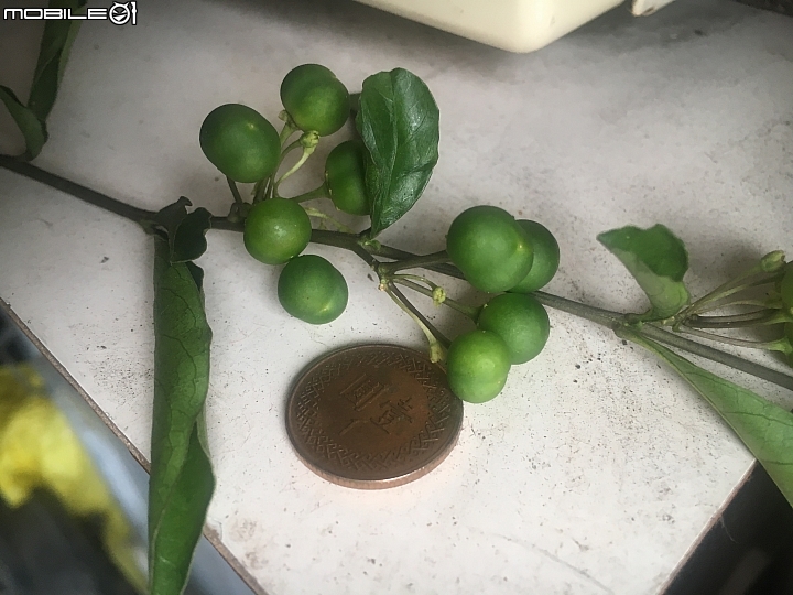 請問這植物的名稱