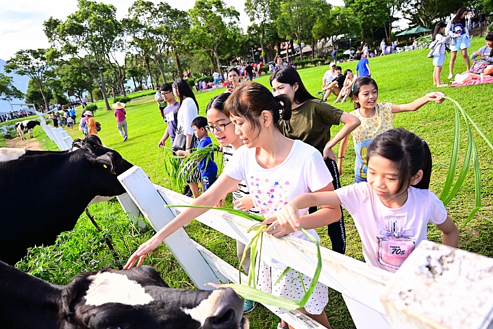 因為初鹿牧場乳牛排行榜，才知道乳牛一天泌乳量最高可超過30公斤。