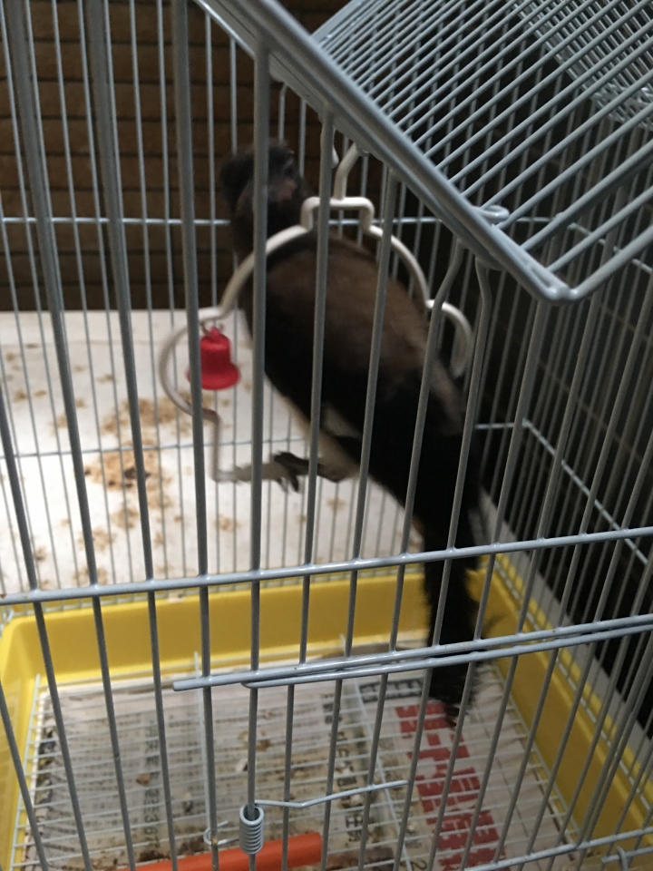這是什麼鳥？
