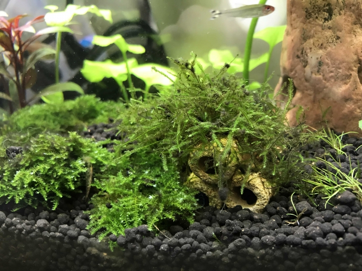 水草上黏黑黑的藻請問是什麼