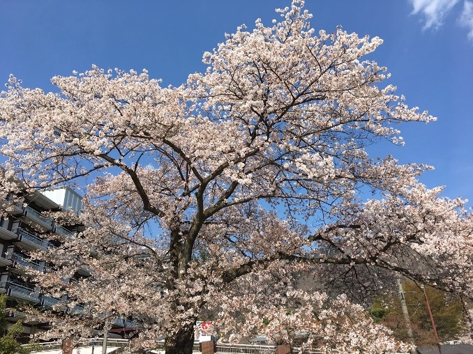 典藏俱樂部-春季賞花之旅