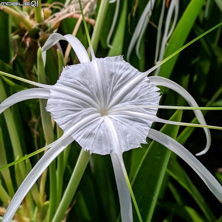 蜘蛛蘭 台南市佳里區蕭壠文化園區 07/27