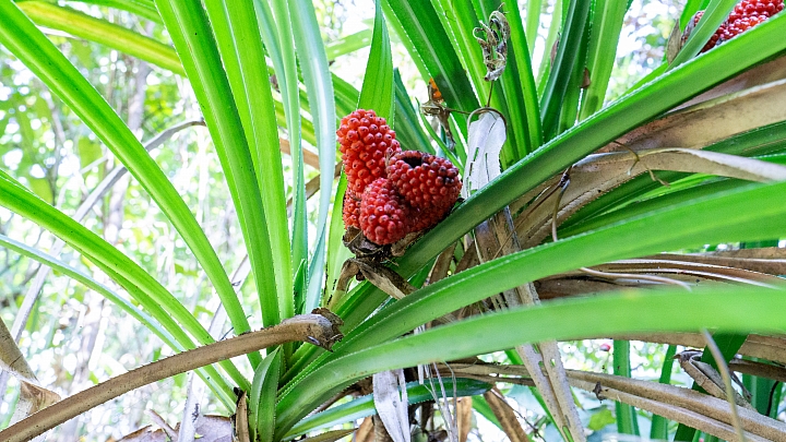 就為了那整片藍藍的海--宿霧（a6000+24z+10-18)