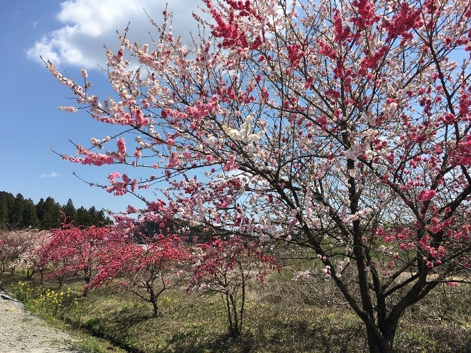 典藏俱樂部-春季賞花之旅
