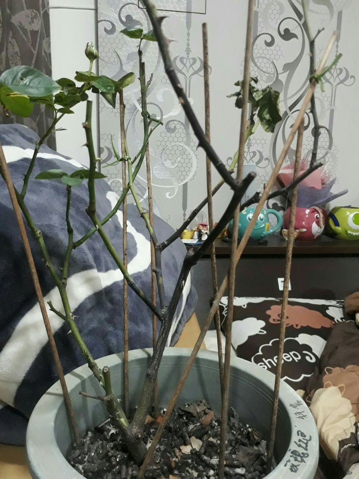 玫瑰花是不是生病了