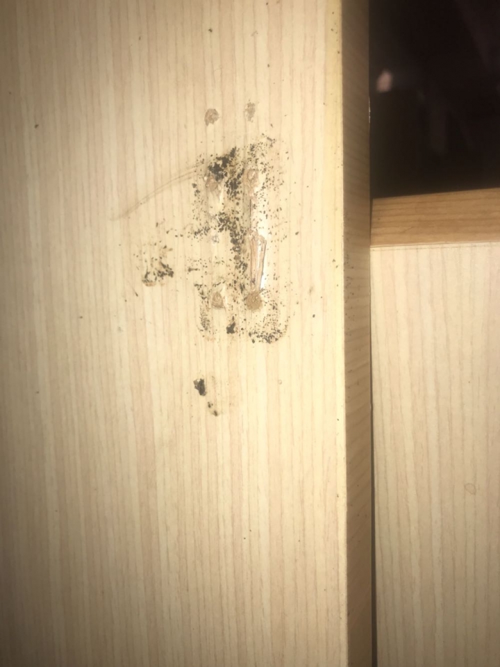 防蟑修繕建議