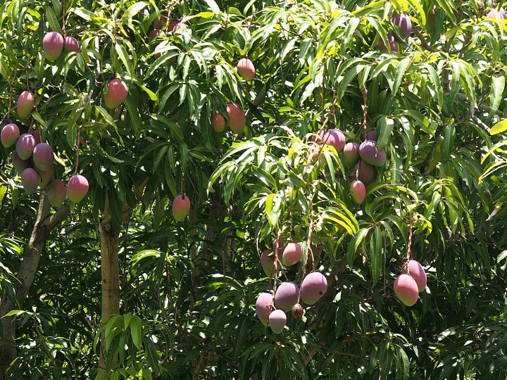 臺中 清水 清水公學校日式宿舍群|楊肇嘉紀念館 — 保存完整的大規模日式宿舍群
