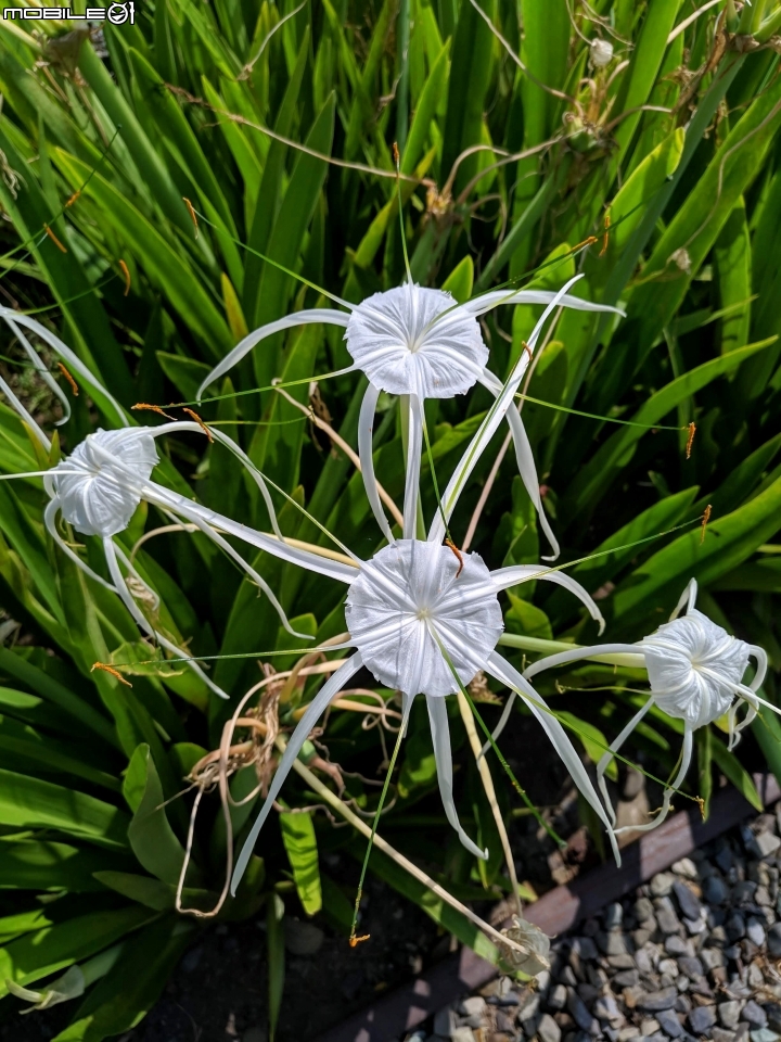 蜘蛛蘭 台南市佳里區蕭壠文化園區 07/27