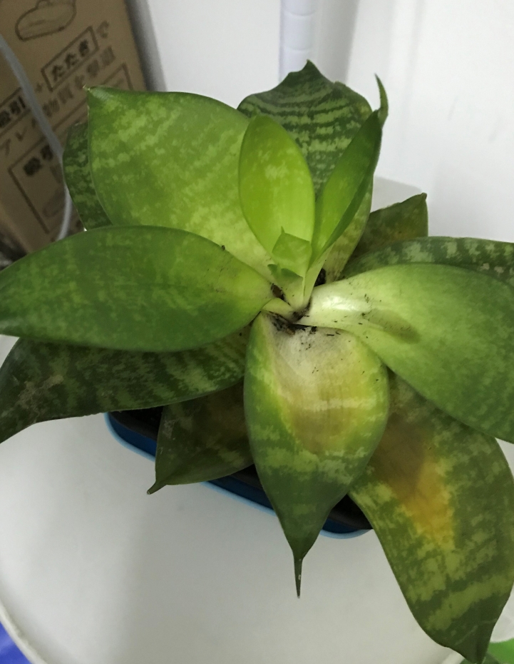 請問虎尾蘭葉子軟掉了要怎麼救?(附圖)